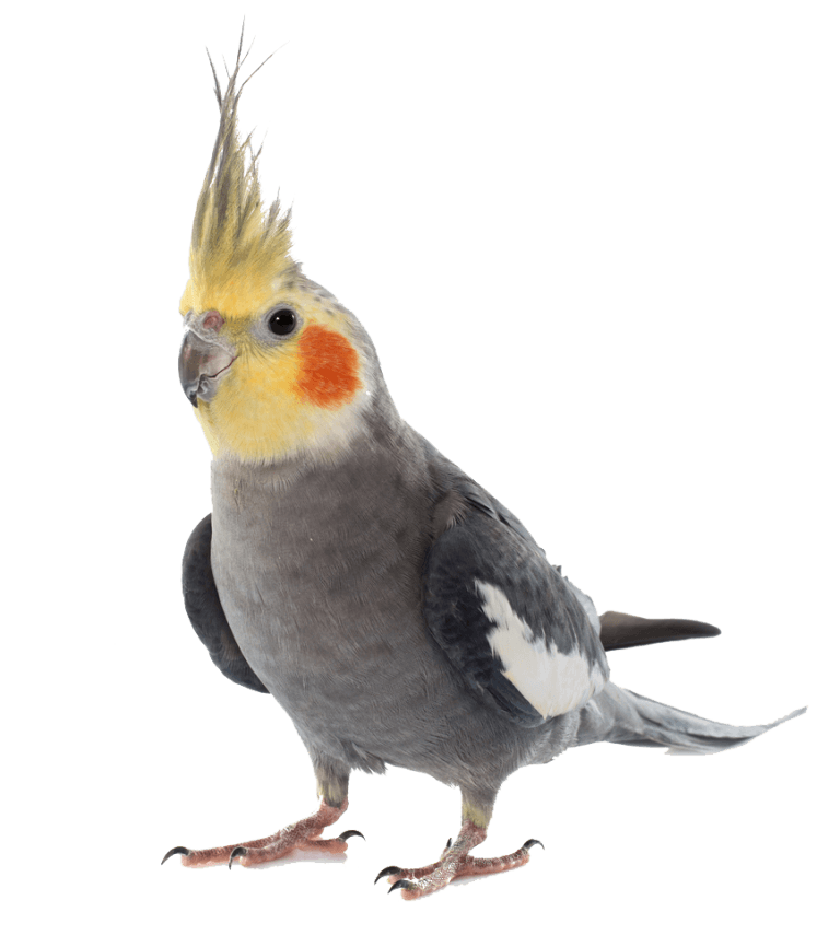 عروس هلندی