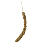 ارزن خوشه ای ایرانی - Image 3