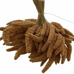 ارزن خوشه ای ایرانی - Image 5