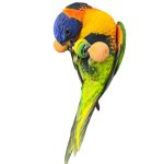 دمبل حلقه دار