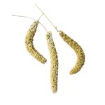 ارزن خوشه ای ایرانی - Image 4